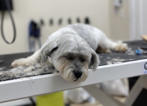 Aura Pet Salon and Spaw — pet grooming in Oakville