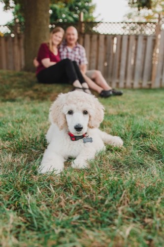 Part Of The Family Pet Photos — pet photography in Burlington (photo 3)