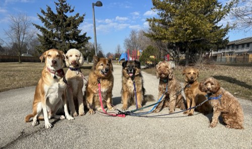 Paws & Strides — dog walking & pet sitting in Halton Hills (photo 2)