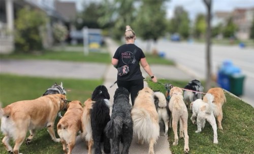 Paws & Strides — dog walking & pet sitting in Halton Hills (photo 3)