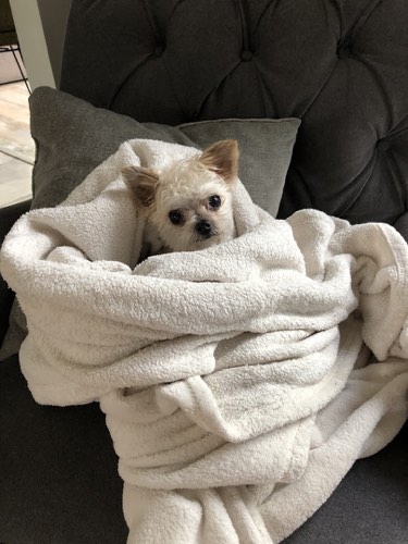 Skallywags — dog walking & pet sitting in Burlington (photo 2)