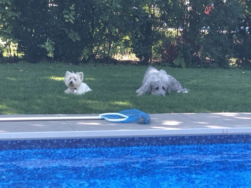 Skallywags — dog walking & pet sitting in Burlington (photo 3)