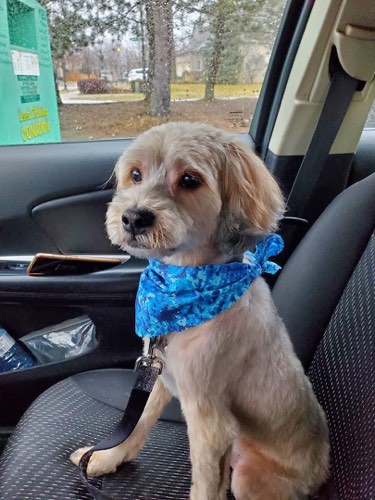 Fancy Pants Dog Grooming — pet grooming in Burlington (photo 2)