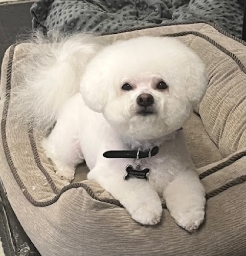 Fancy Pants Dog Grooming — pet grooming in Burlington