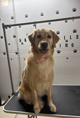 Happy Tails Grooming — pet grooming in Milton