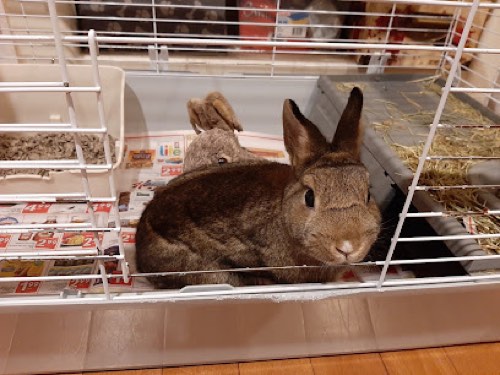 Joanna's Pet Sitting — dog walking & pet sitting in Burlington