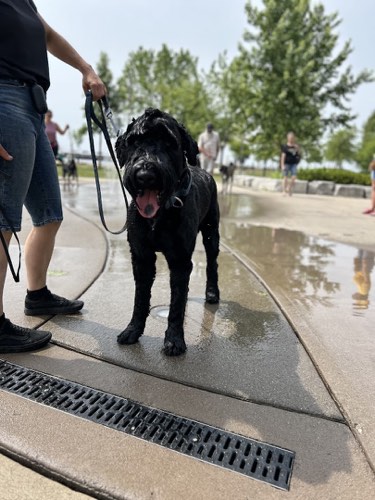 K905 Dog Training — dog training in Oakville (photo 2)