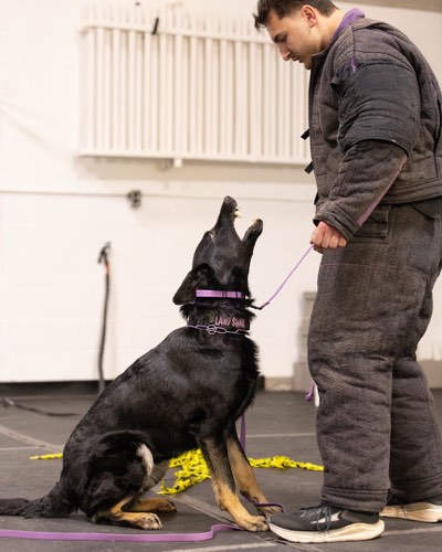 K905 Dog Training — dog training in Oakville (photo 3)