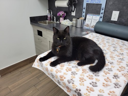 Bronte Village Animal Hospital — veterinary care in Oakville (photo 2)