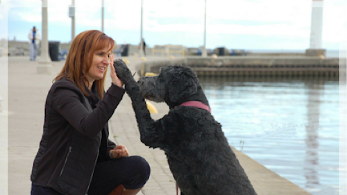 Bronte Village Animal Hospital — veterinary care in Oakville