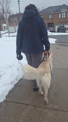 Joyful K9 Services Inc. — dog training in Burlington (photo 2)