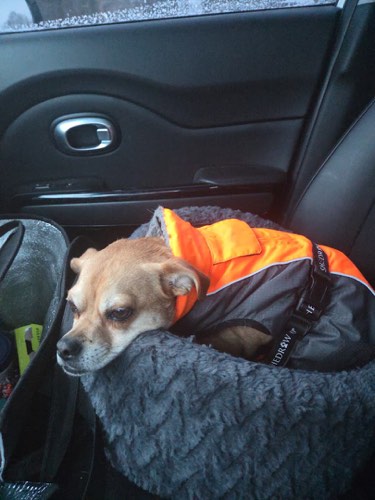 Joyful K9 Services Inc. — dog training in Burlington (photo 3)