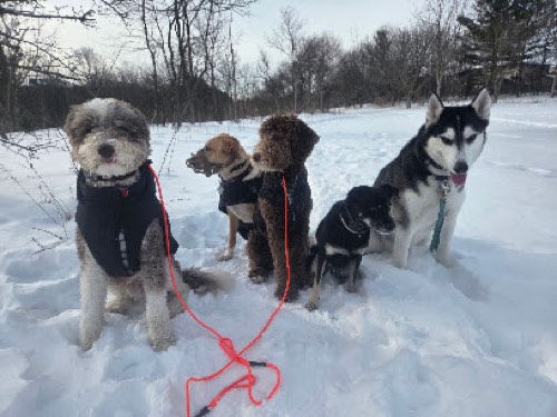 Joyful K9 Services Inc. — dog training in Burlington