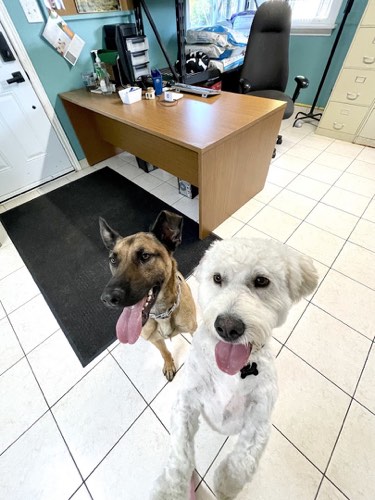 The Dog's Inn — pet daycare & boarding in Milton (photo 3)