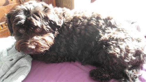 Pets First Pet Service — dog walking & pet sitting in Oakville