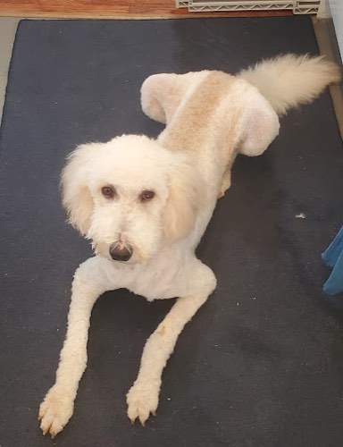 Pretty Pet The — pet grooming in Georgetown