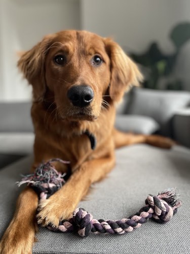 Good Bois Club — dog walking & pet sitting in Burlington (photo 2)