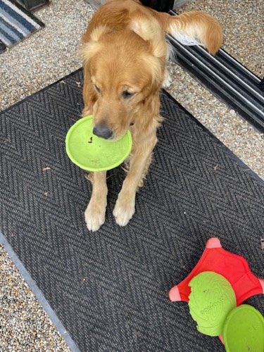 Good Bois Club — dog walking & pet sitting in Burlington (photo 3)