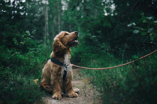 Good Bois Club — dog walking & pet sitting in Burlington