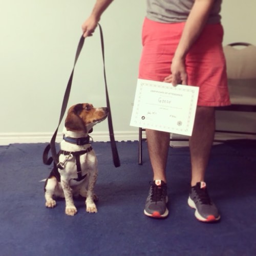 One Leg Up Canine Co. - Milton Dog Training — dog training in Milton (photo 2)