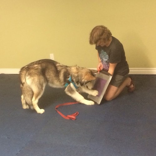 One Leg Up Canine Co. - Milton Dog Training — dog training in Milton (photo 3)