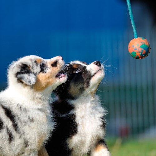 One Leg Up Canine Co. - Milton Dog Training — dog training in Milton