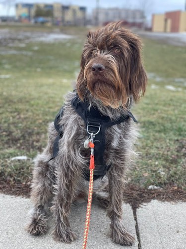 Hawkins Animal Hospital — veterinary care in Milton (photo 3)