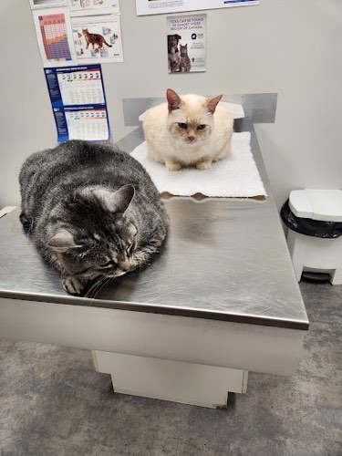 Hawkins Animal Hospital — veterinary care in Milton