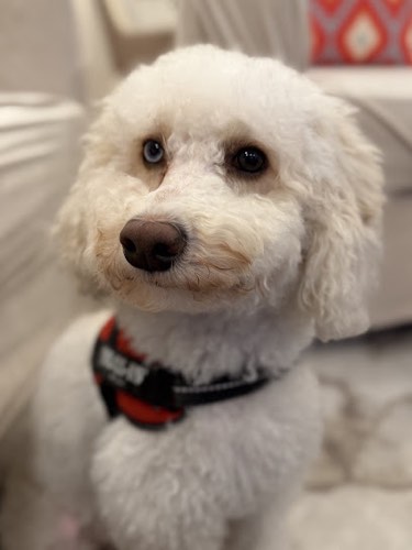 Pawlington — dog walking & pet sitting in Burlington