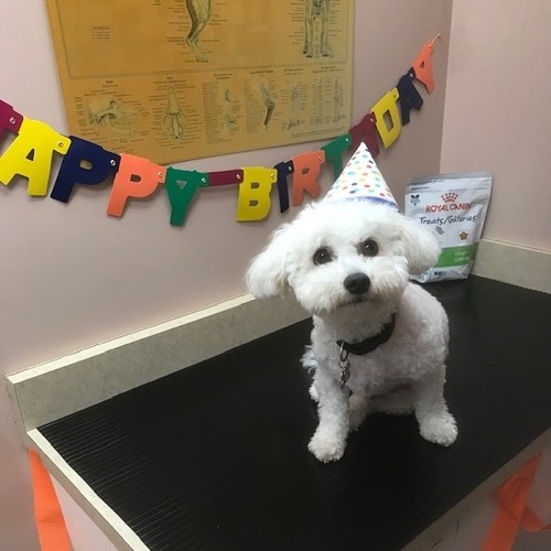 Hollybank Animal Hospital — veterinary care in Milton (photo 2)