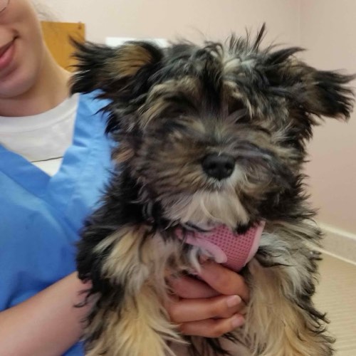 Hollybank Animal Hospital — veterinary care in Milton (photo 3)