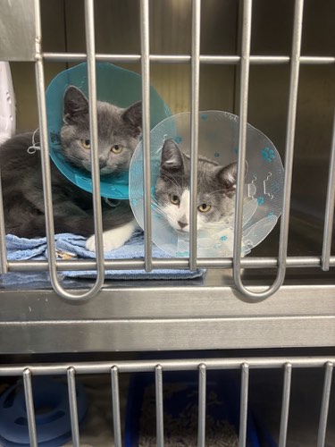 Humane Society of Oakville, Milton & Halton — veterinary care in Oakville (photo 3)