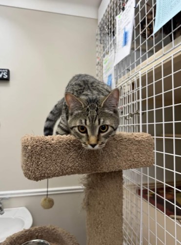 Cats Castle Cat Hotel — pet daycare & boarding in Oakville (photo 2)