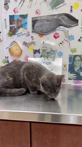 Cornwall Animal Hospital in Oakville — veterinary care in Oakville (photo 2)