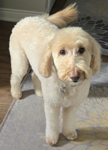 Beauty N the Beast — pet grooming in Burlington (photo 2)