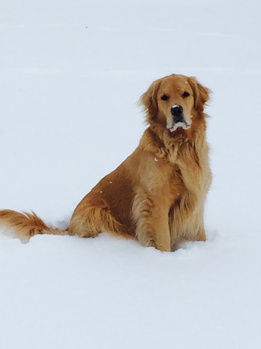 Beauty N the Beast — pet grooming in Burlington (photo 3)
