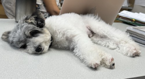 Poochie Spaw — pet grooming in Oakville (photo 2)