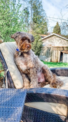 Poochie Spaw — pet grooming in Oakville