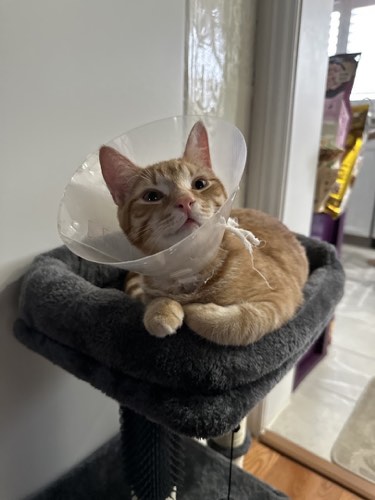 Campbellville Animal Hospital — veterinary care in Campbellville (photo 2)