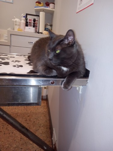 Georgetown Animal Clinic — veterinary care in Georgetown (photo 2)