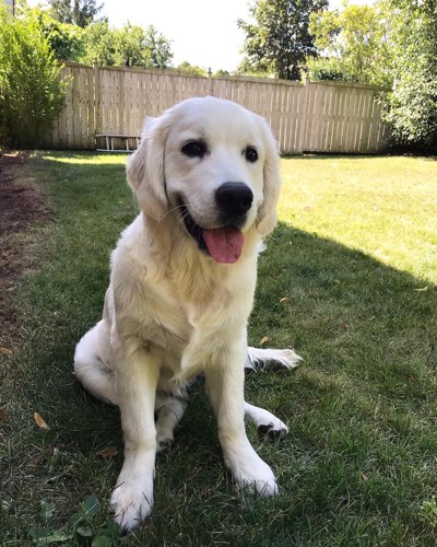 Moore Pet Love — dog walking & pet sitting in Oakville (photo 2)