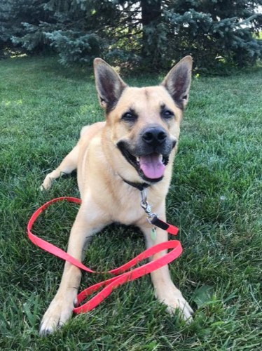 Moore Pet Love — dog walking & pet sitting in Oakville (photo 3)