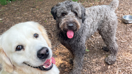 Moore Pet Love — dog walking & pet sitting in Oakville