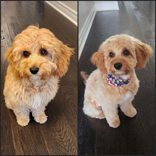 Beautiful Pets — pet grooming in Georgetown (photo 2)