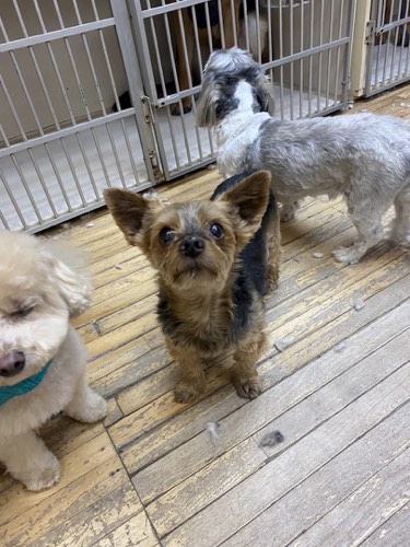Beautiful Pets — pet grooming in Georgetown (photo 3)