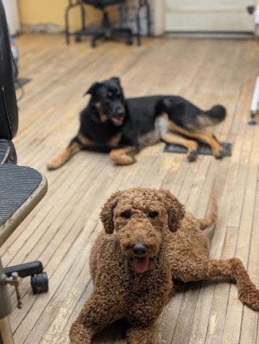 Beautiful Pets — pet grooming in Georgetown
