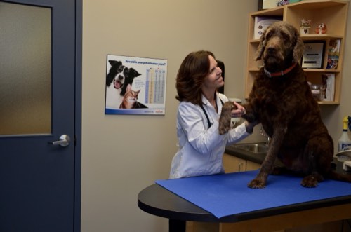 South Side Pet Hospital — veterinary care in Burlington (photo 2)