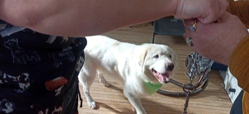 Hub K9 — dog walking & pet sitting in Georgetown (photo 2)
