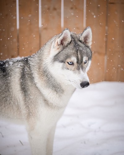 Hub K9 — dog walking & pet sitting in Georgetown (photo 3)