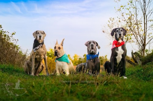 Fawn and Tux | Pet Photography — pet photography in Halton Hills (photo 2)